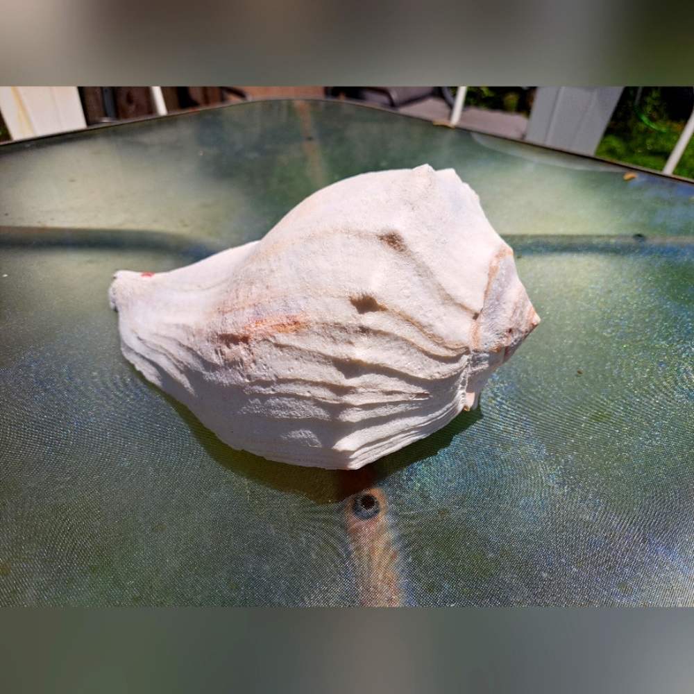 Sea shell